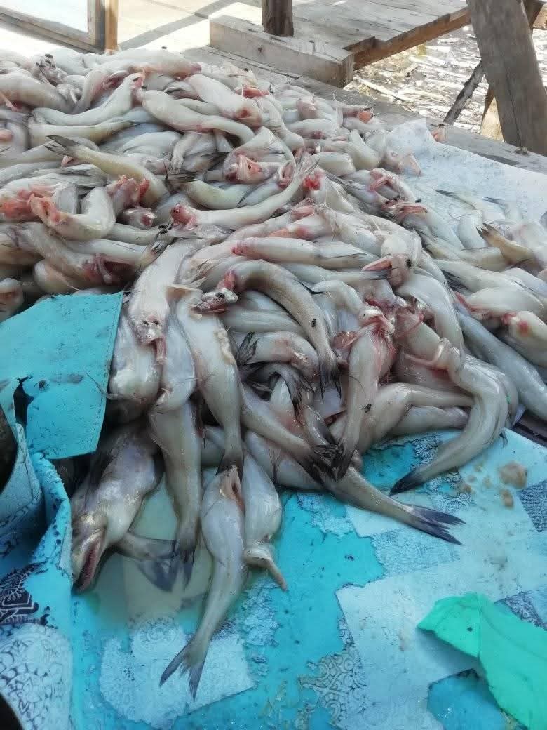Ikan Lomek Hasil Tangkapan Nelayan yang Kemudian Diolah Menjadi Nugget serta Panganan Lainnya.